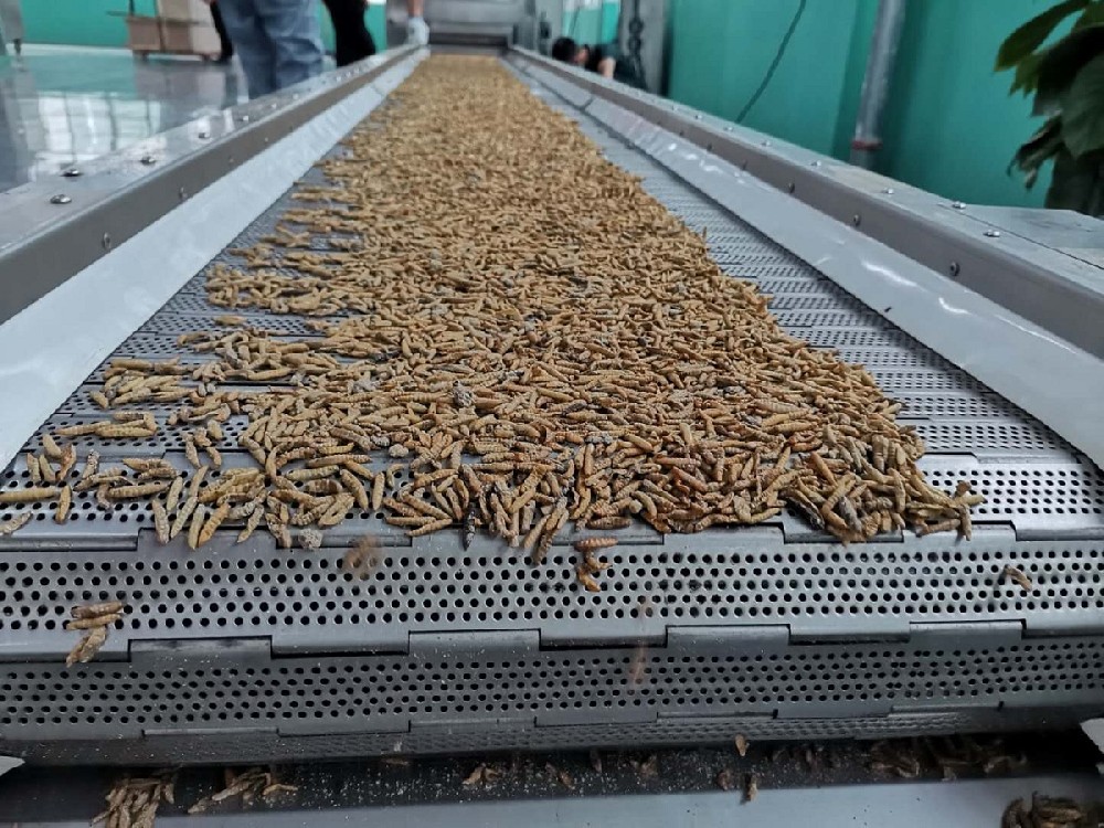 Testing machine to roast high protein LIVE INSECT production line , Crispy and delicious!