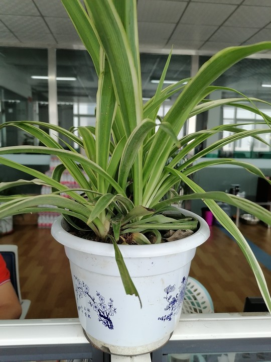 Plenty plants and flowers in the Chikemachinery office