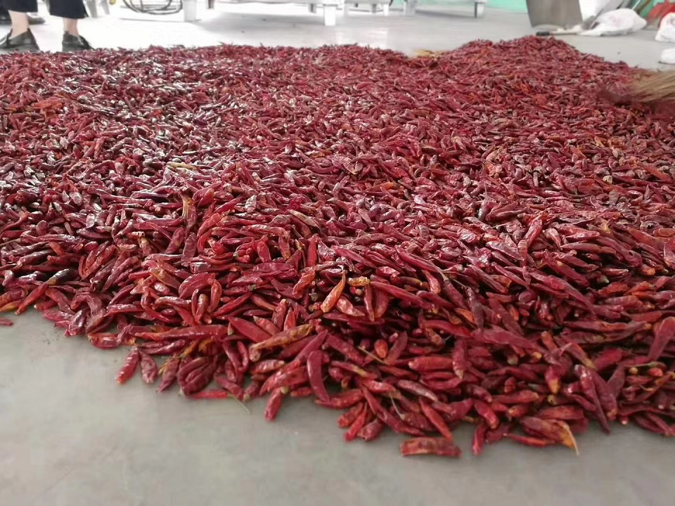 Customer order one set DCCZ 9-16 for processing chili