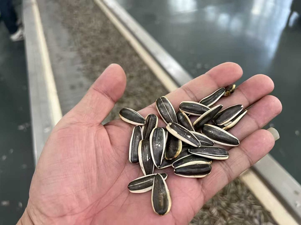 A customer from Xinyang tried roasting sunflower seeds on the machine